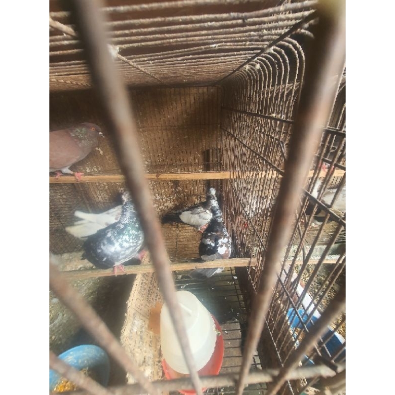 MERPATI BLOROK ( 1PASANG )