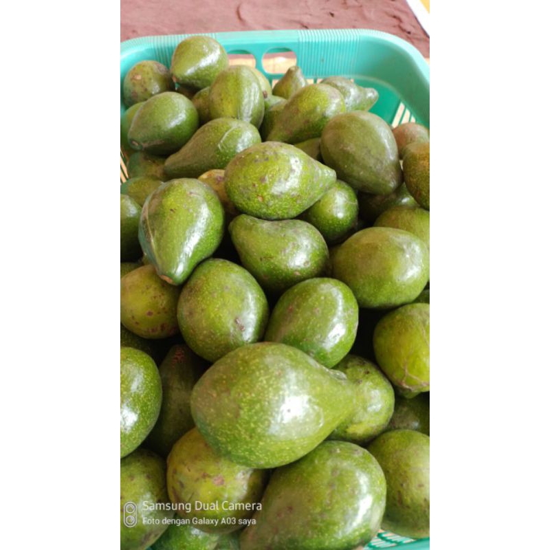 

alpukat mentega lokal