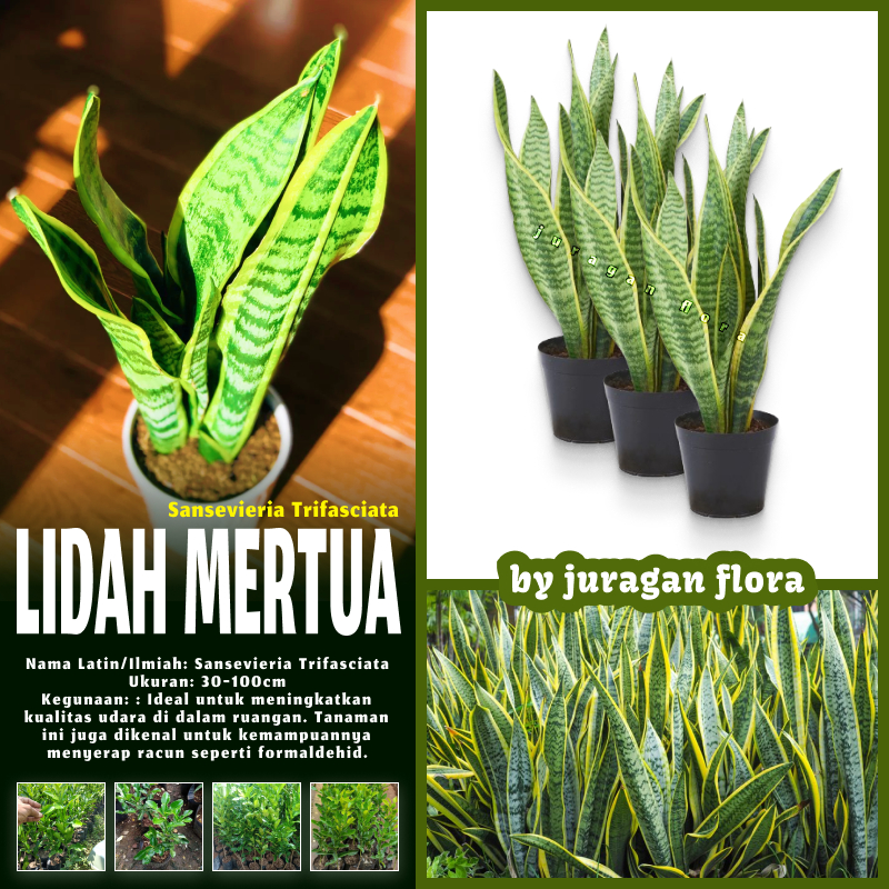 TANAMAN HIAS SANSEVIERIA TRIFASCIATA / TANAMAN HIAS LIDAH MERTUA / LIDAH MERTUA PANJANG TINGGI PENDE
