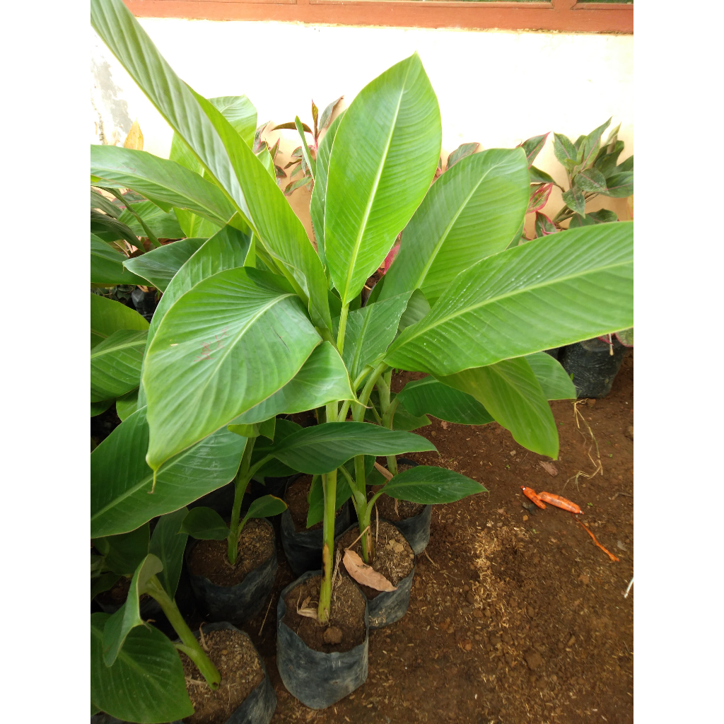 Bibit Tanaman Pisang Kepok Unti Sayang - Kepok Kultur Jaringan