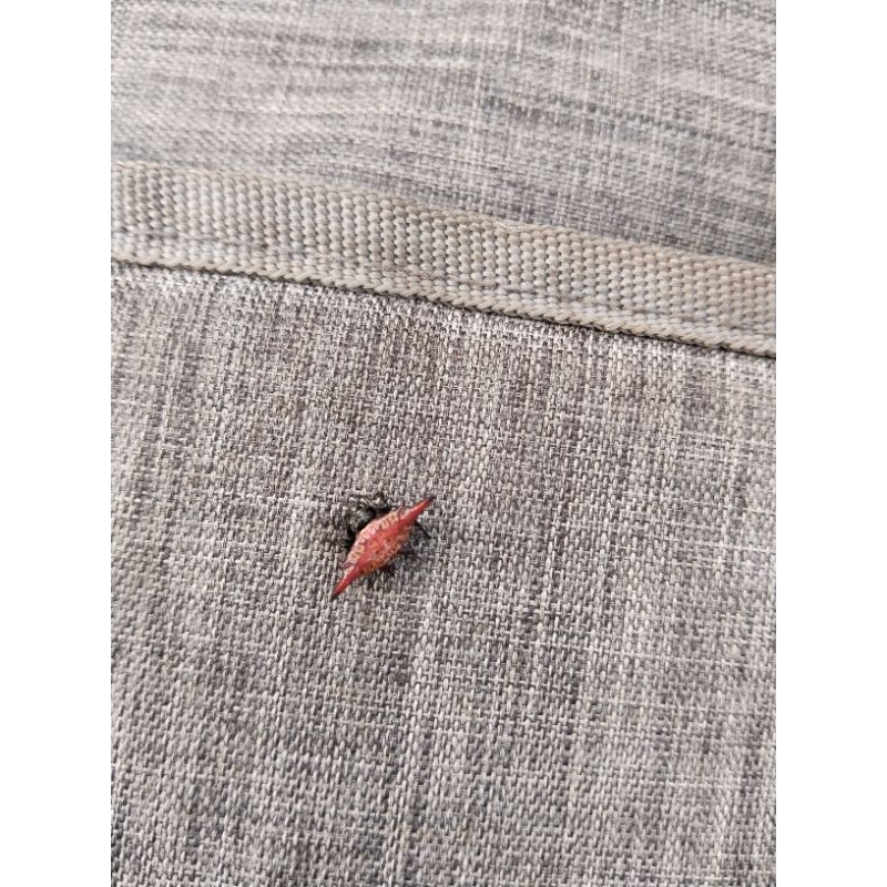 laba-laba merah hidup