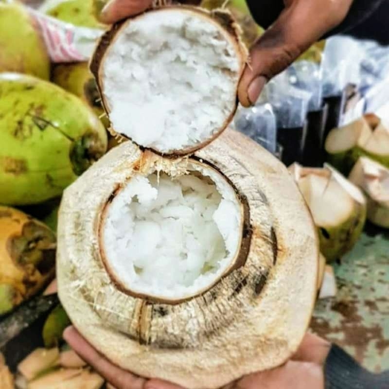 

kelapa kopyor