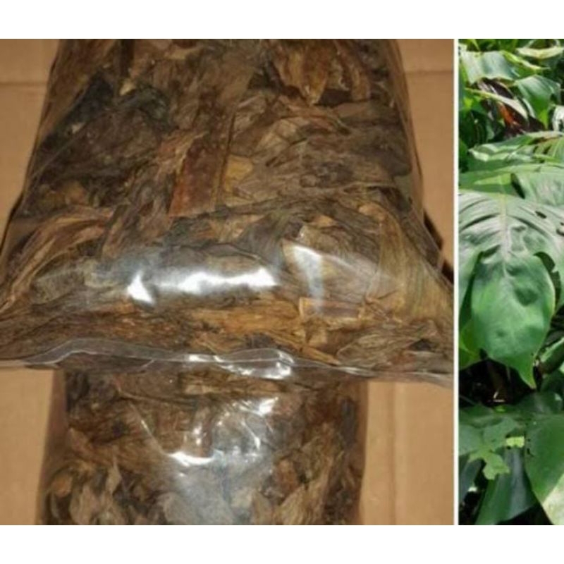 

Daun Ekor Naga 150 Gram Kering Obat Herbal Tradisional Termurah