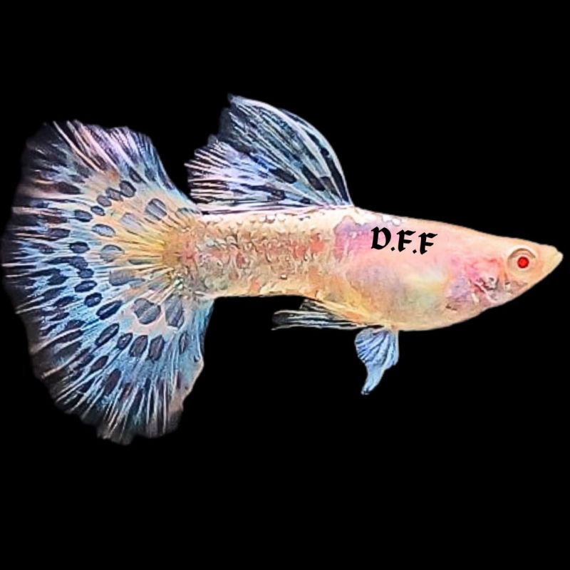 

kardus packing-albin0 metal blue mozaik