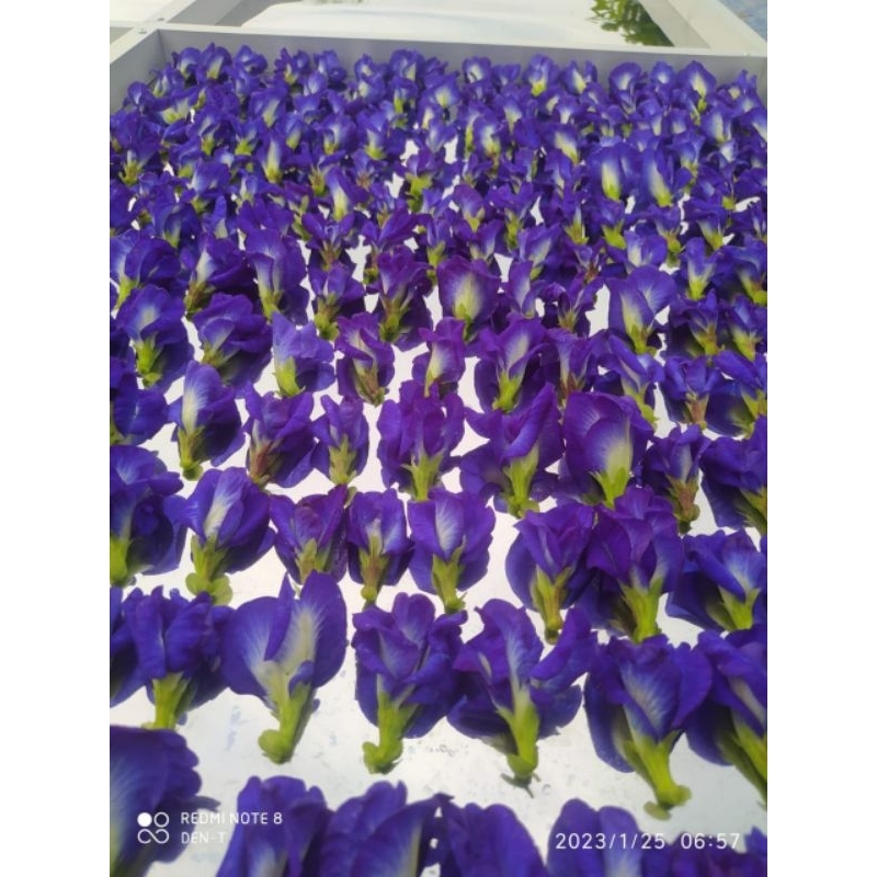 Bunga Telang 1/2kg