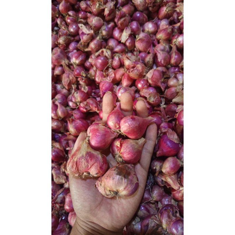 

Bawang merah Ukuran Tanggung Besar 1/2kg