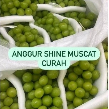 

Anggur Shine Muscat Curah