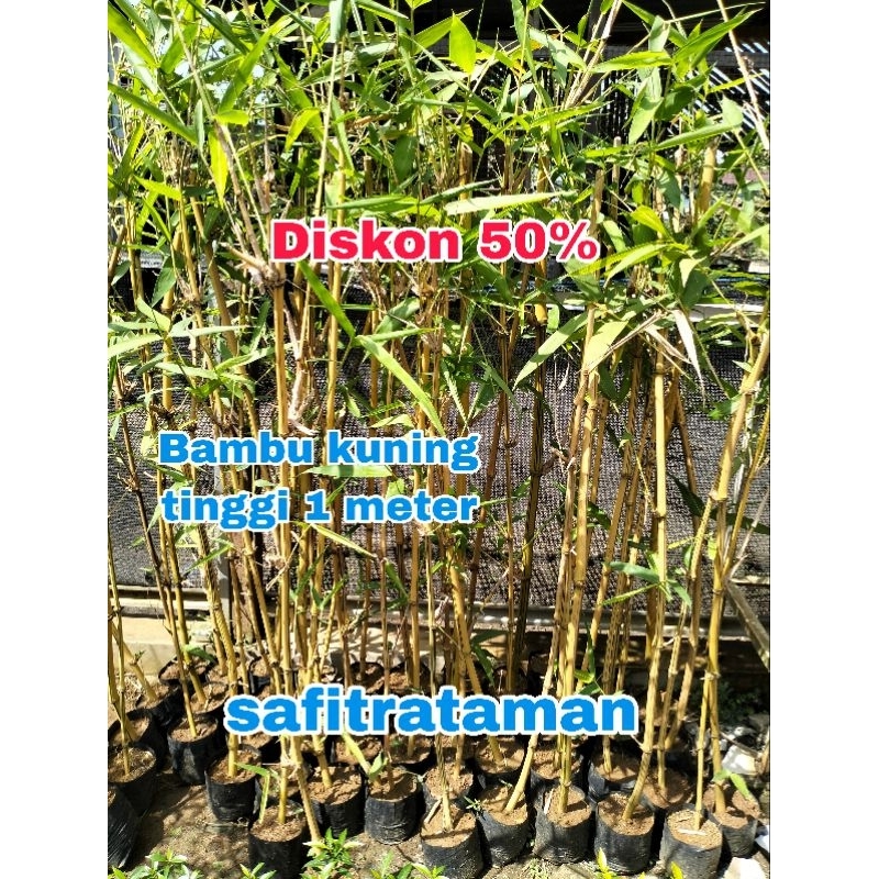 Tanaman hidup Bambu kuning 1 meter