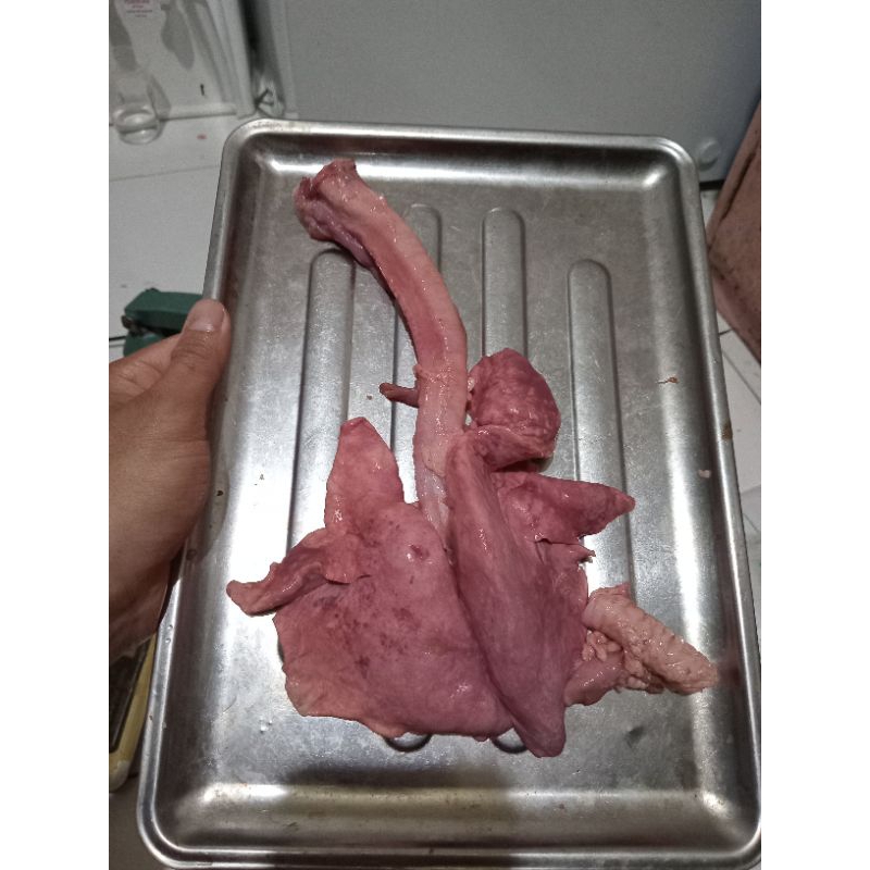 

Paru Kambing muda 1 ekor