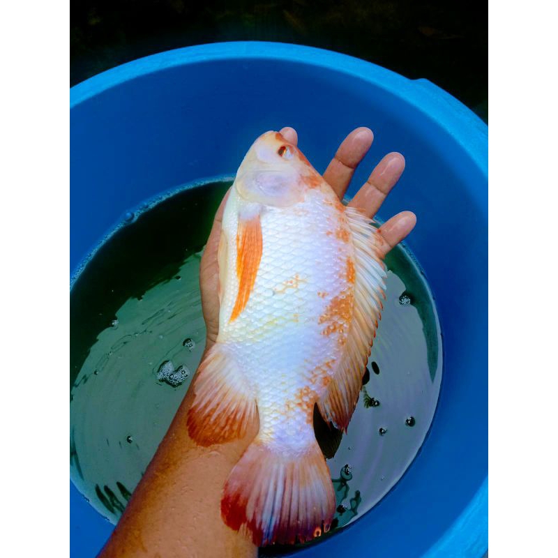 indukan ikan nila bangkok ukuran 5 jari.