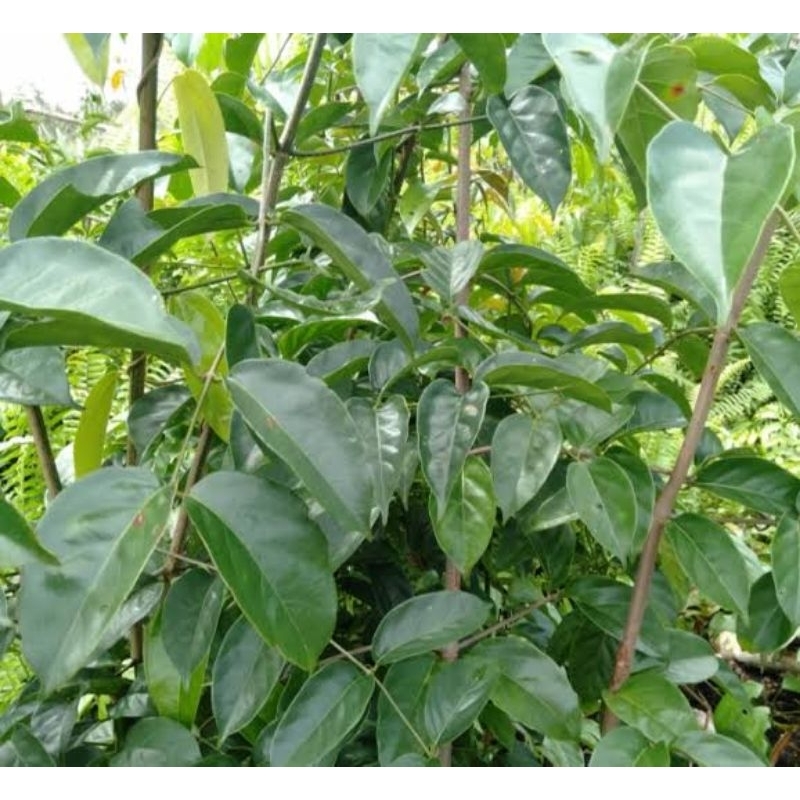 

1000 Gram (1 Kg) Daun Cakar Elang/ Daun Kail2/ Daun Kait2 Segar. Diambil Langsung Dari Rumpunnya.