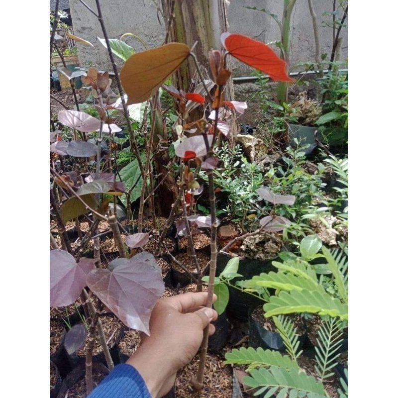 waru merah super red bahan bonsai