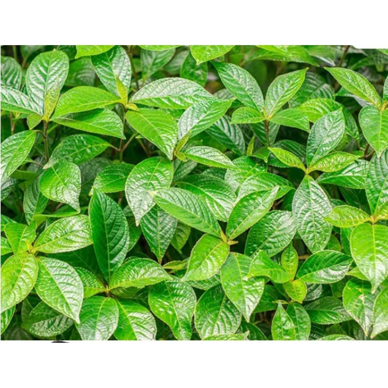 

Daun kaca beling fresh 100 lembar