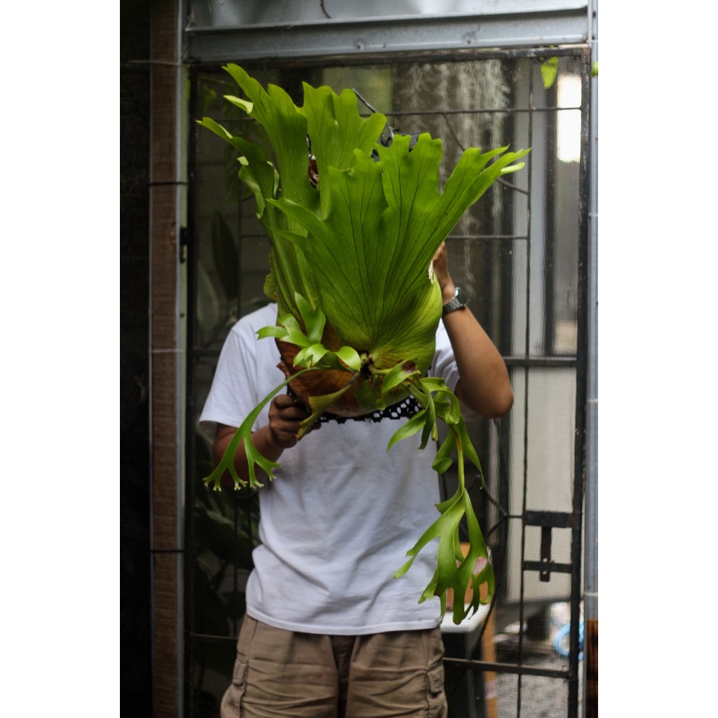 Platycerium Coronarium Tanaman Hias