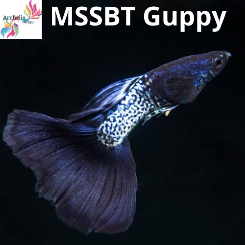 MSSBT Guppy