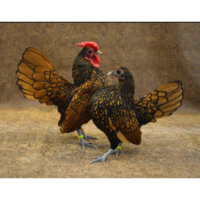 

PROMO!! TELUR AYAM BATIK KANADA DAN ITALY UNTUK DI TETASKAN