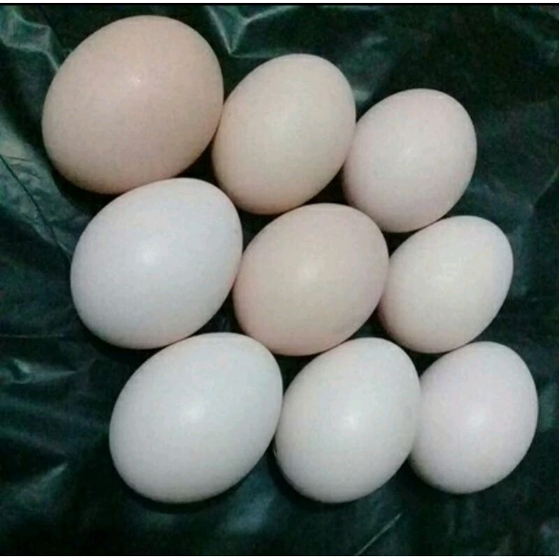 

telur ayam kampung