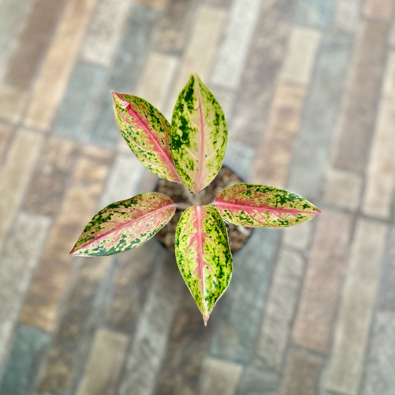Aglaonema Serena