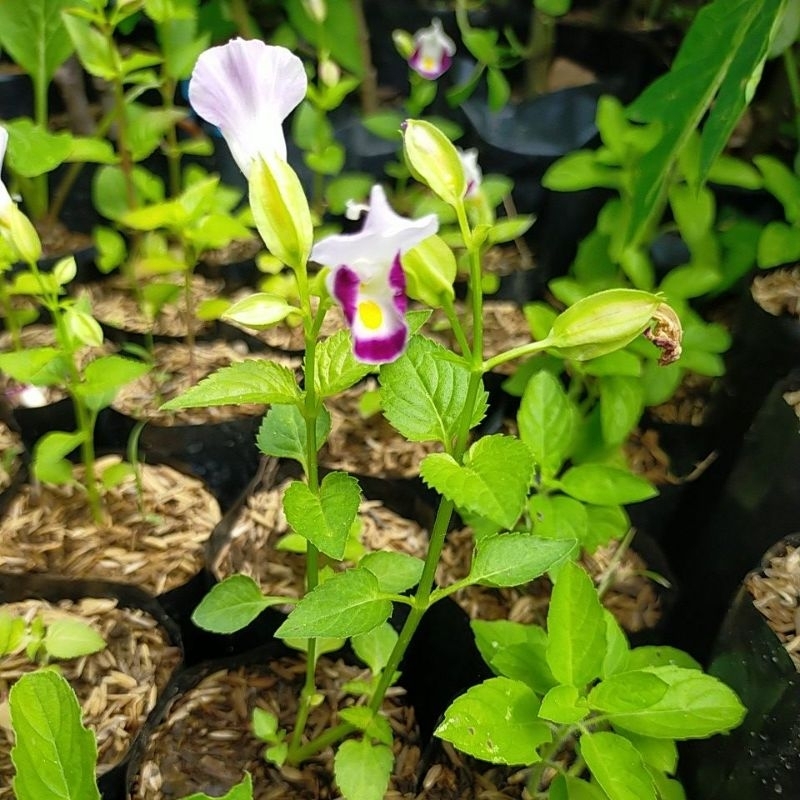 bibit tanaman bunga torenia/edible flower/bunga bisa dimakan