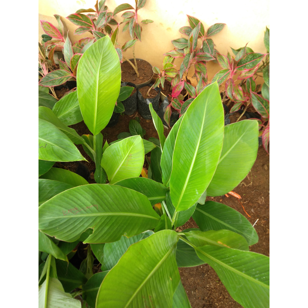 Bibit Tanaman Pisang Kepok Unti Sayang - Pisang Kepok Kultur Jaringan