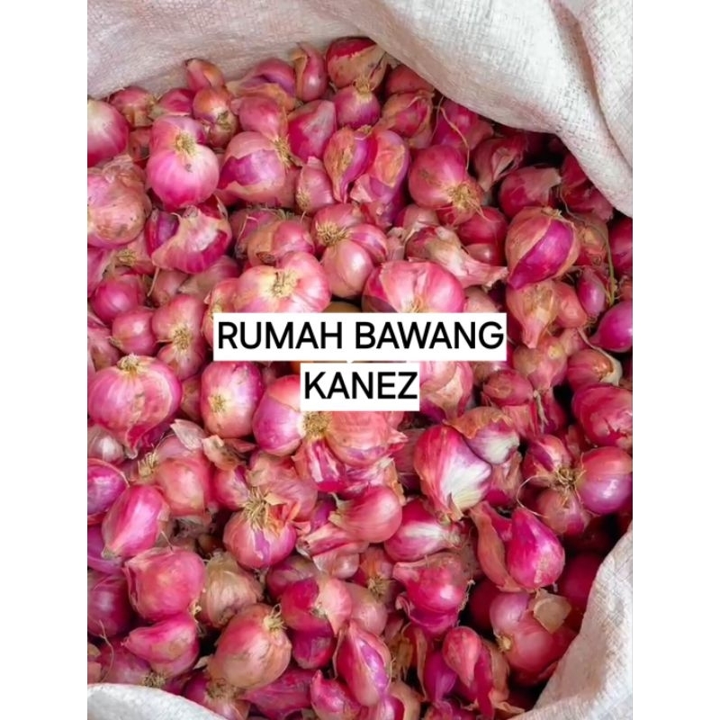 

BAWANG MERAH SUPER BESAR ORIGINAL BREBES 1 KG
