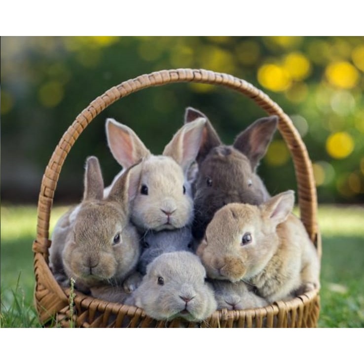 Sepasang Kelinci Rabbit Bunny Lokal Hidup