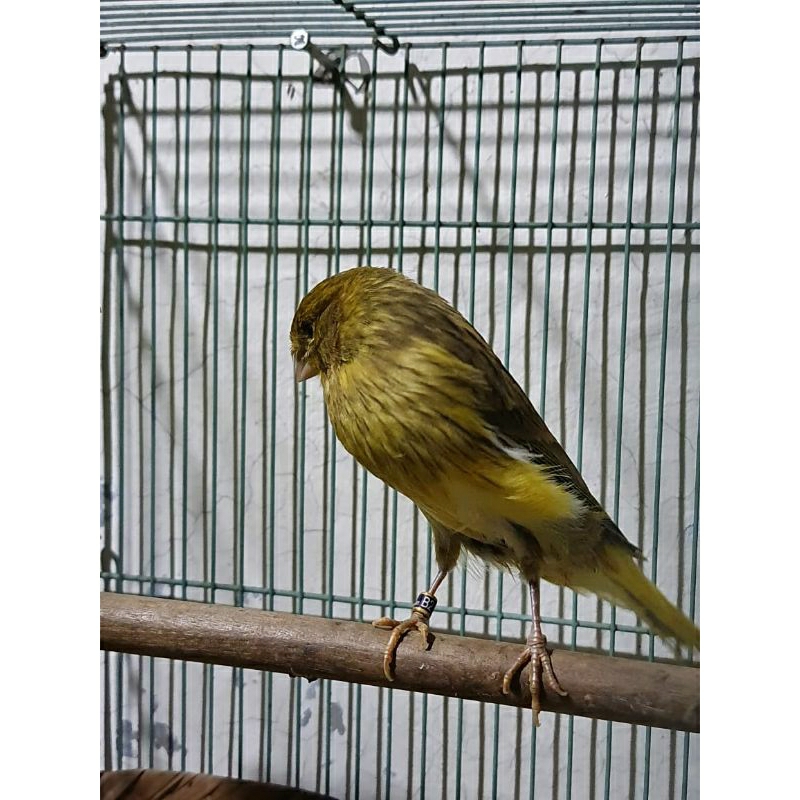 Burung Kenari F2YS RING Jantan BIG