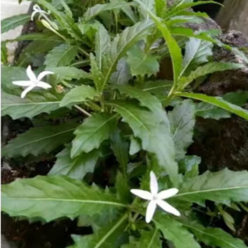 

bunga kitolod atau korejat 100g