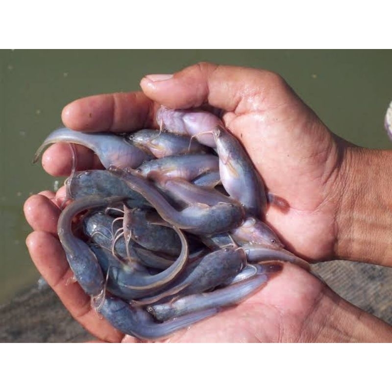 bibit lele dumbo Uk 3-5cm isi 51 Bonus pakan