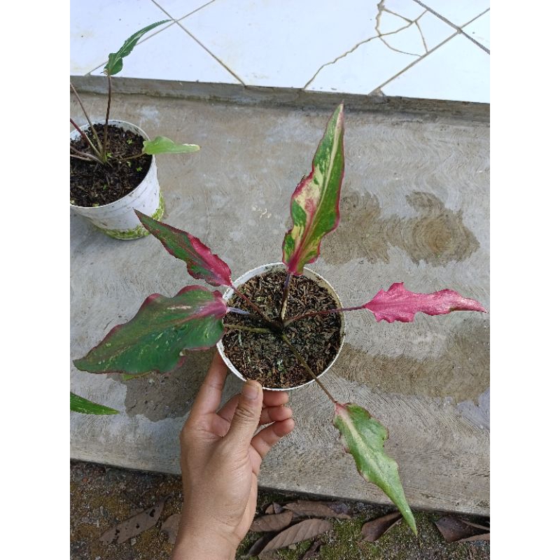 Caladium daun bambu varigata