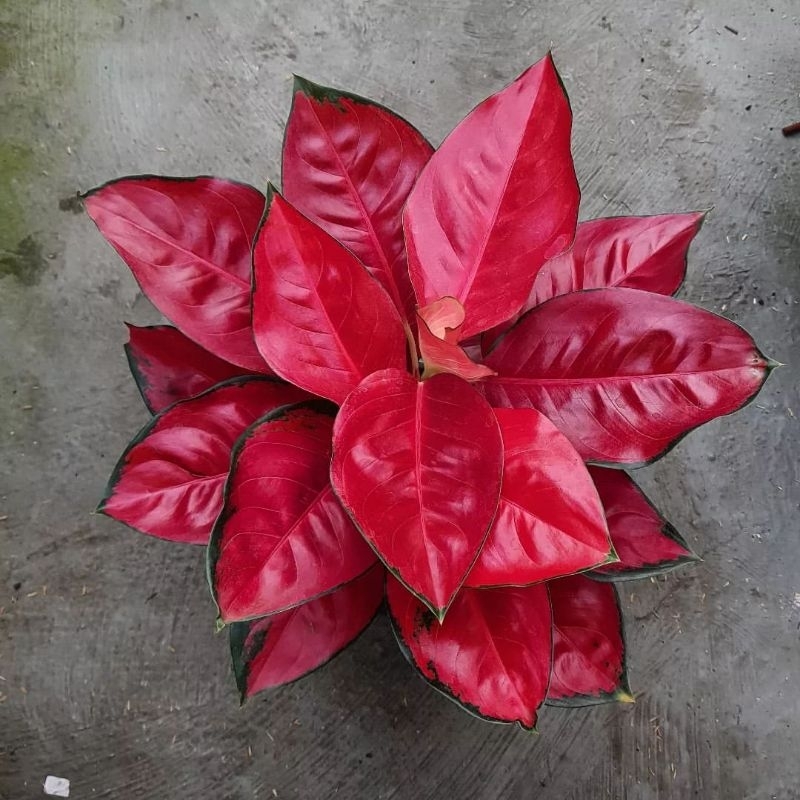 Aglaonema Suksom