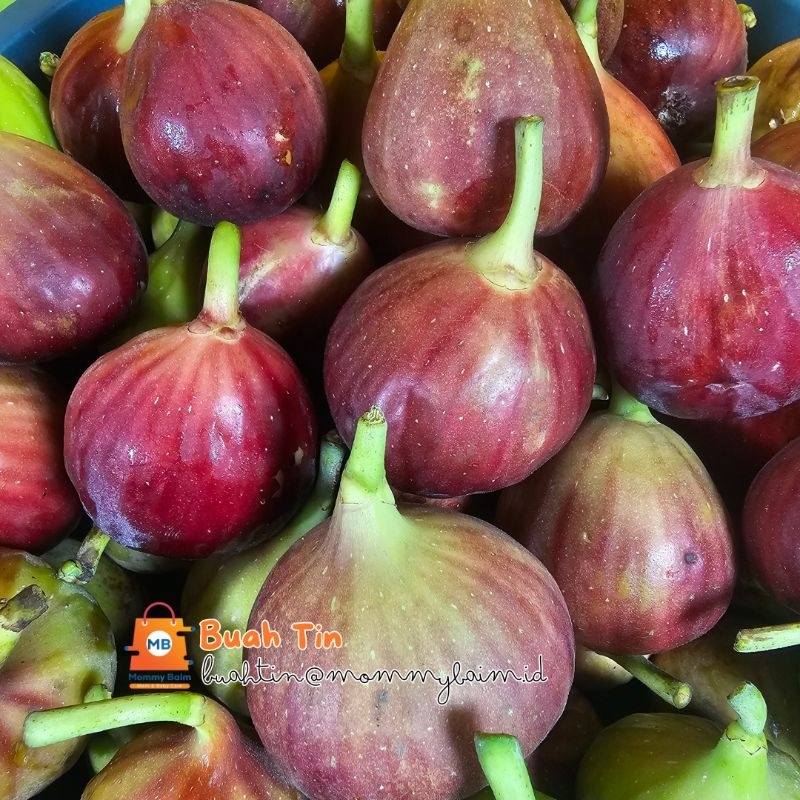 

Buah Tin Fresh Langsung Petik / Buah Ara / Buah Fig / Buah Tin Blue Giant / Buah Tin Yordania