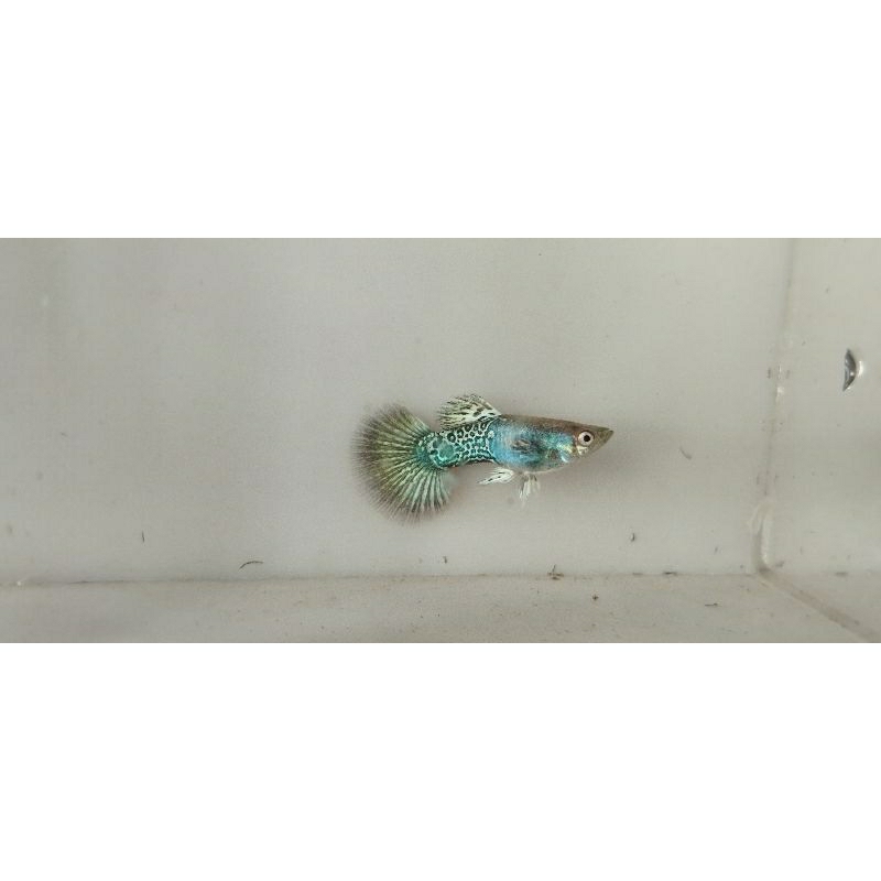 guppy metal yellow dragon Halfmoon