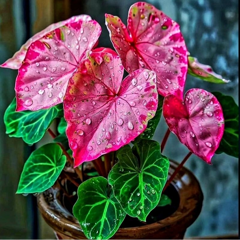 Tanaman Hias Caladium New Hybrid 09 Daun Tanaman Keladi Hias Murah Impor Thailand Import BUKAN bongg