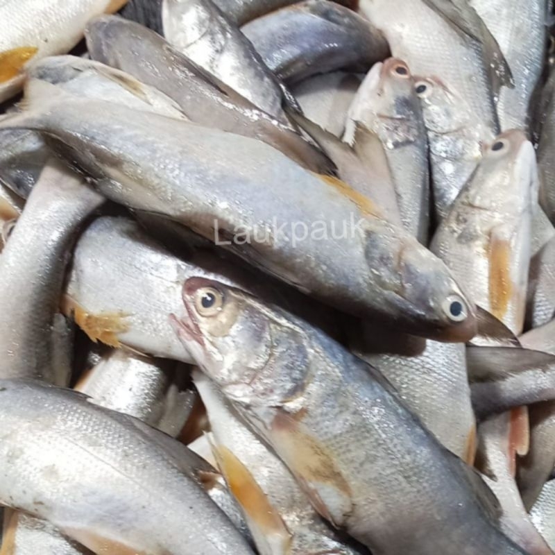 

Ikan Senangin