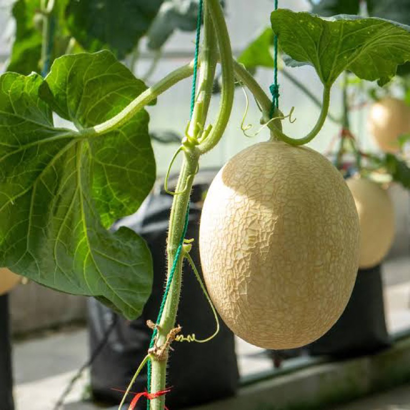 

Buah Melon Hidroponik TOKO BUAH SEGAR SURABAYA