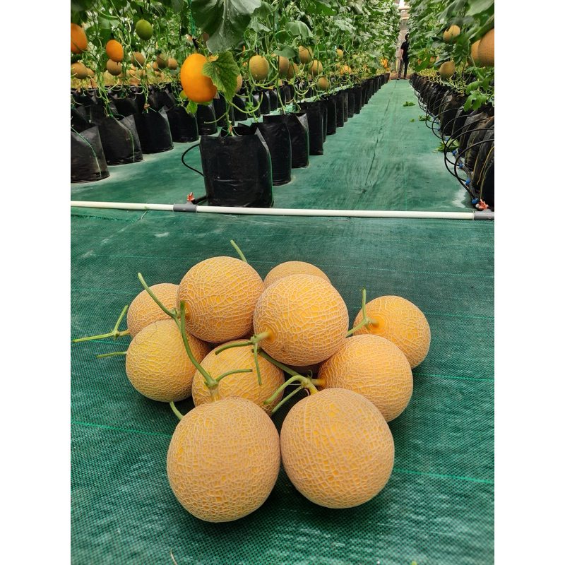 

MELON INTHANON