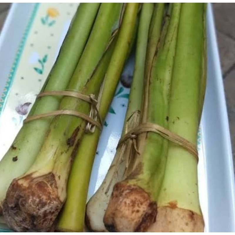 

Batang talas hijau sayur lompong isi 4 bonggol tidak gatal sangat cocok untuk dimasak ready stok