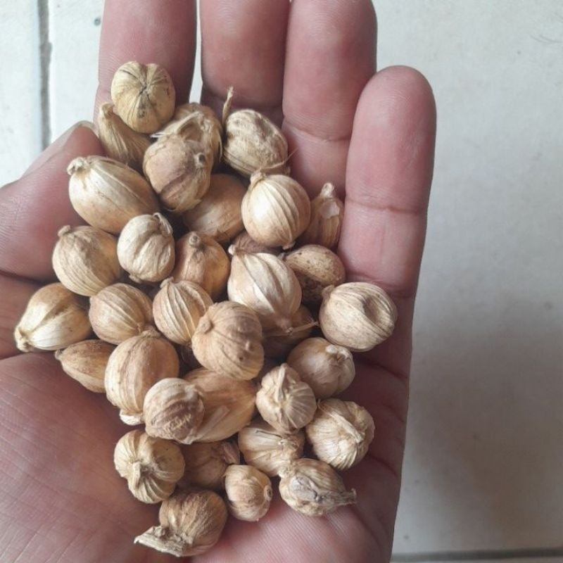 

Kapolaga Kering Jawa 1Kg Organic