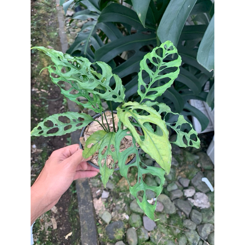 monstera obliqua asli
