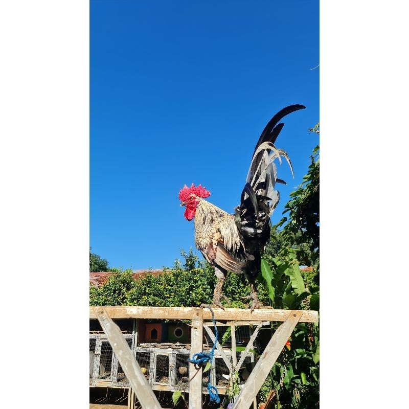 

telur ayam Ketawa ditetaskan