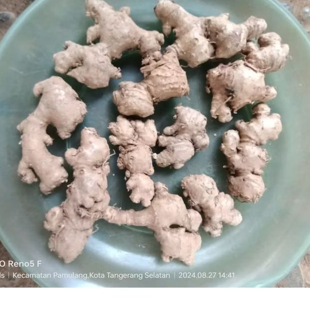 

Jahe emprit jawa pacitan kecil-kecil/Leles 1kg