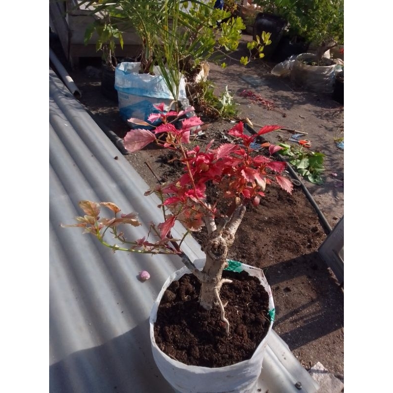 Bahan bonsai waru red panama sambung pucuk