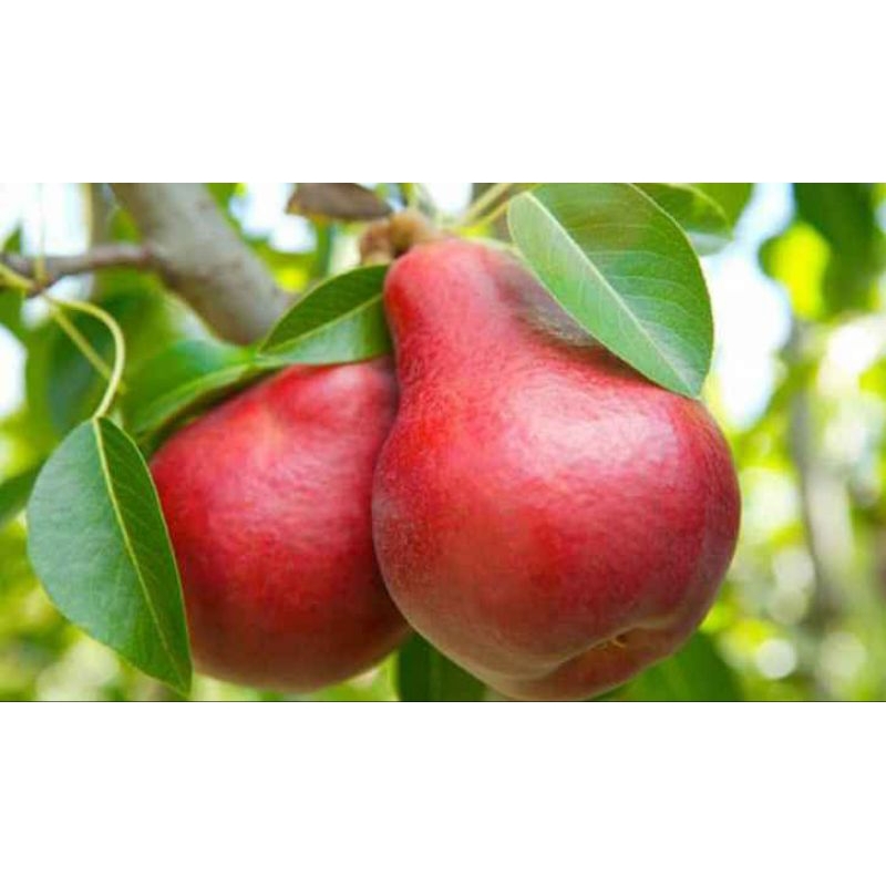 bibit buah pir merah impor hasil cangkok cepat berbuah