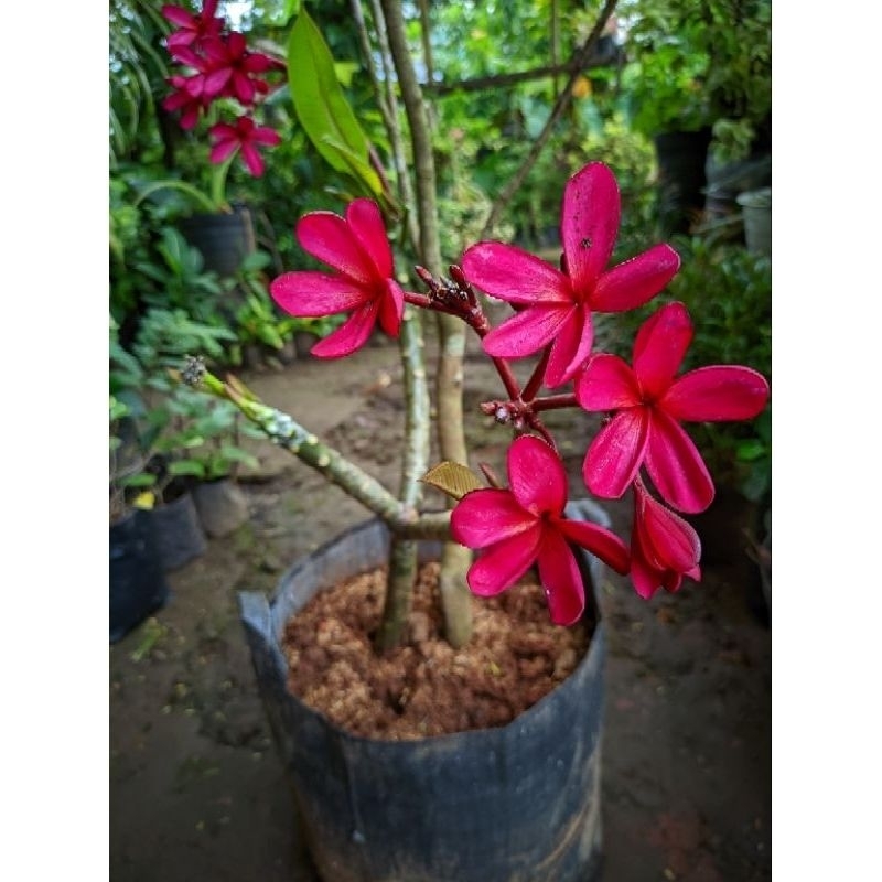 Stek batang plumeria merah fanta