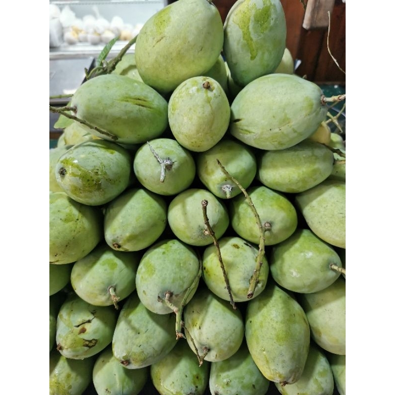 

Buah Mangga Indramayu Cengkir