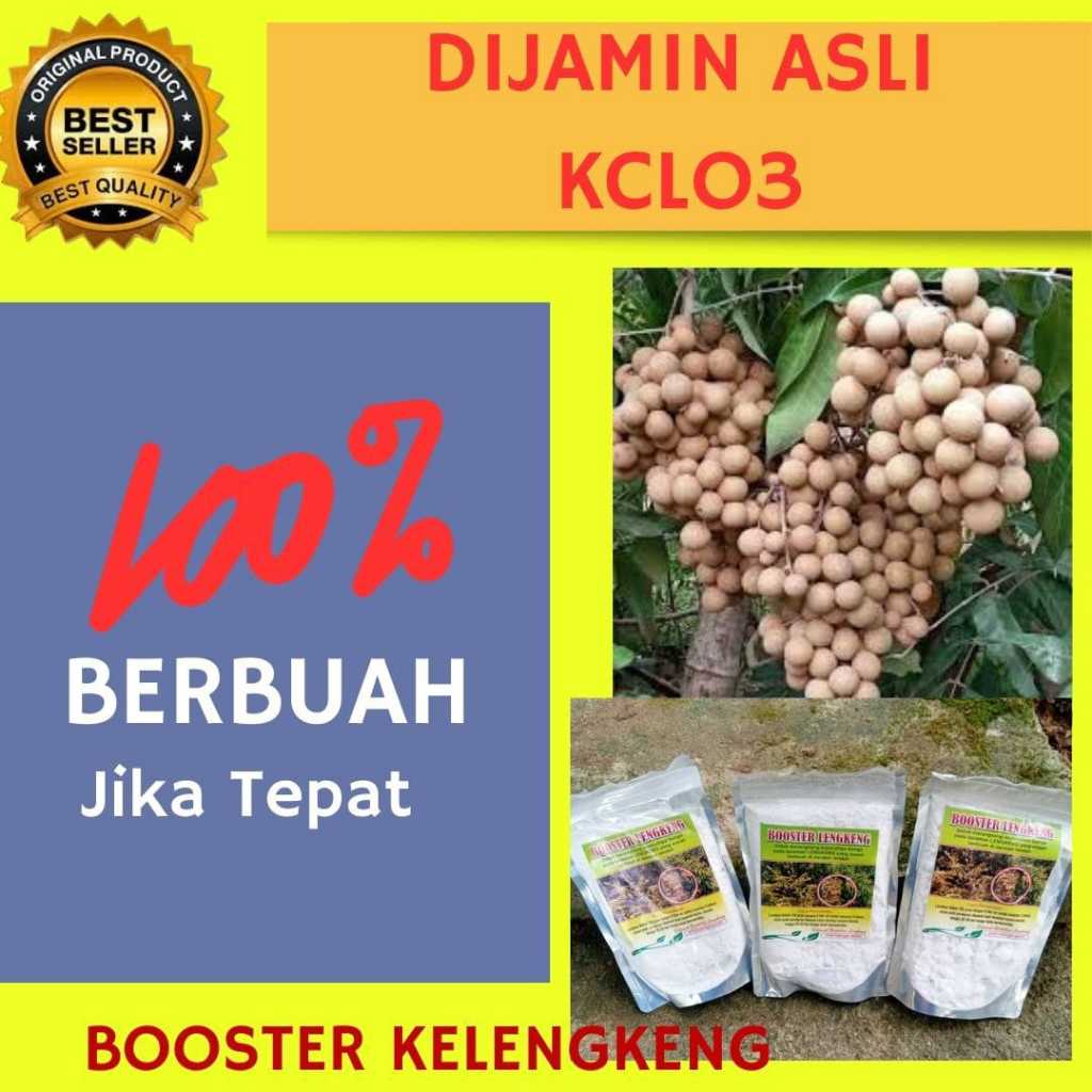 Booster kelengkeng terbaik, Booster kelengkeng kclo3, Pupuk pembuahan kelengkeng