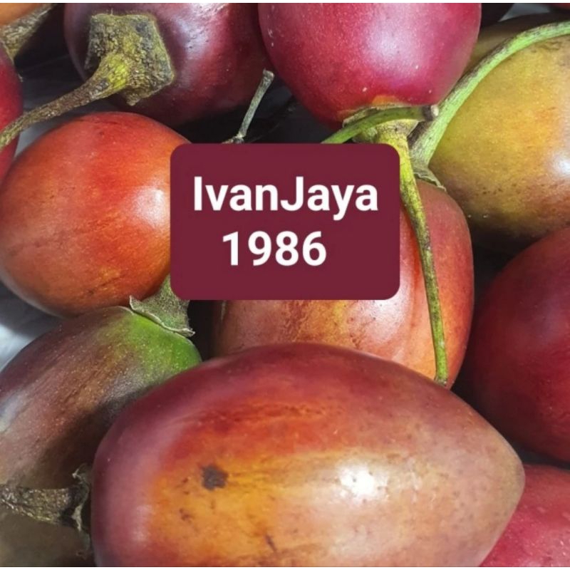 

Buah terong belanda 1kg