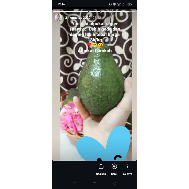 

buah alpukat Takengon, buah tidak selalu ready jadi harus chat admin dulu