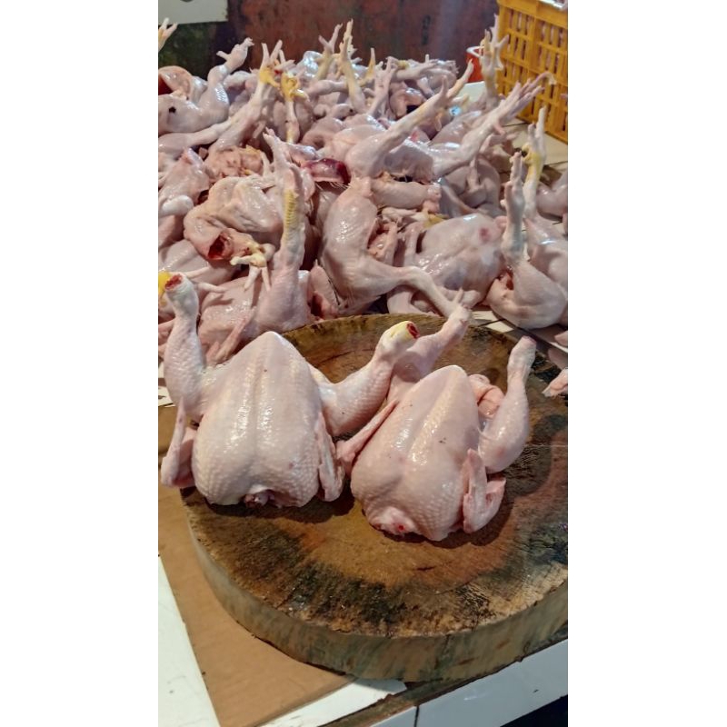 

Usus Ayam 100% Fresh